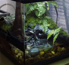 an aquarium with plants and rocks in it