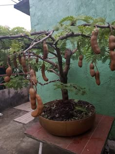 a potted tree with lots of nuts hanging from it's branches