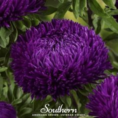 Aster, Gremlin Violet (Tall Double) (Callistephus gremlin) - 50 Seeds - Southern Seed Exchange Society Garlic, Seed Exchange, Rare Seeds, Heirloom Vegetables, Gardening Advice, Balloon Flowers, Community Gardening, Medicinal Herbs