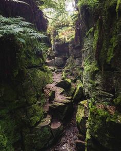 mossy rocks and trees in the middle of a narrow forest path with water running between them