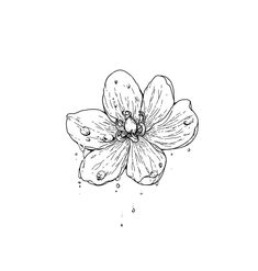 an ink drawing of a flower with water droplets on it's petals and leaves