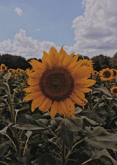 a large sunflower standing in the middle of a field