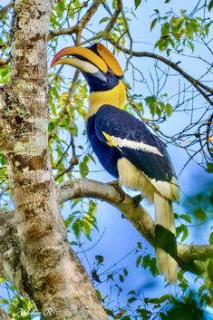 a colorful bird perched on top of a tree branch