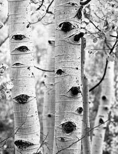 black and white photograph of trees in the woods with lots of leaves on it's trunks