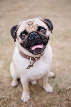 a small pug sitting in the grass with its tongue hanging out and looking at the camera