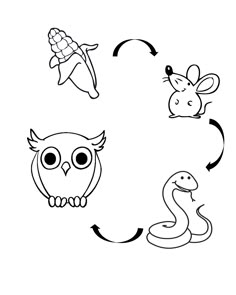 an image of different animals and birds in the shape of a letter o, with arrows pointing