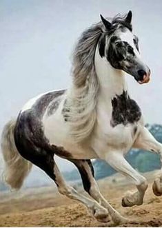 a black and white photo of a horse running