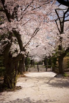 the walkway is lined with cherry blossom trees