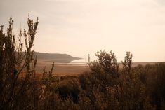 the sun is setting over an open plain with trees and bushes in the foreground