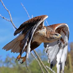 a hawk is flying in the air with its wings spread out and it's talon extended