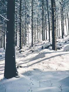 a snow covered forest filled with lots of trees