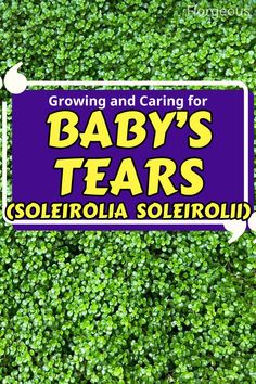 Baby’s Tears Plant Care Baby Tears Plant, Soleirolia Soleirolii, Ground Cover Plants, Ground Cover, Growing Plants, How To Grow, Plant Care, How Can, House Plants