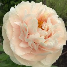 a large pink flower with water droplets on it