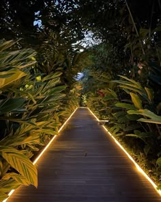 a wooden walkway surrounded by lots of trees with lights on each side and plants lining both sides