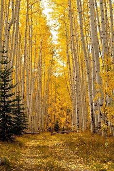 Fall Season Pictures, Larch Tree, Tree Autumn, Aspen Tree, Aspen Leaf, Autumn Foliage, Jackson Hole Wyoming