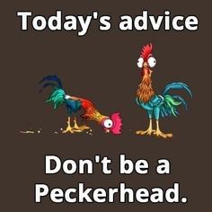 Today's advice Don't be a Peckerhead. – popular memes on the site ifunny.co Funny Chicken Signs Hilarious, Sketchbook Prompts, Fun Videos, Chicken Humor, Funny Cartoon Quotes, Cartoon Quotes, Sarcastic Quotes Funny, Cards Ideas