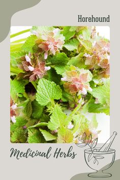 green leaves and pink flowers with the words, horehound medical herbs on it