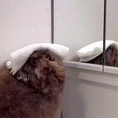 a dog with a towel on its head looking at himself in the mirror while brushing his teeth