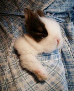 a small kitten sleeping on top of a blue and white comforter with its paw in the air