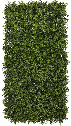 a green hedge is shown against a white background