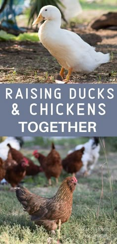 chickens and ducks are standing together in the grass with text reading raising ducks & chickens together