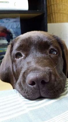 a close up of a dog laying on a bed