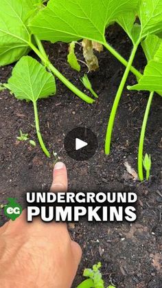 someone is pointing to the ground in front of some plants with green leaves on them