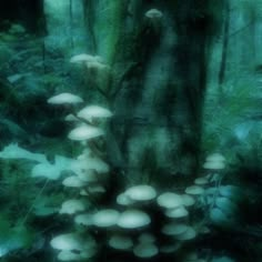 a group of mushrooms growing on the side of a tree