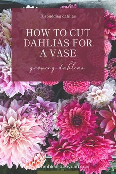 pink and white flowers with the words how to cut dahlias for a vase on top