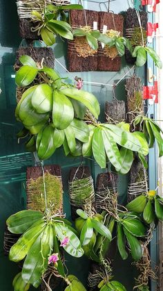 some plants are hanging from the side of a building