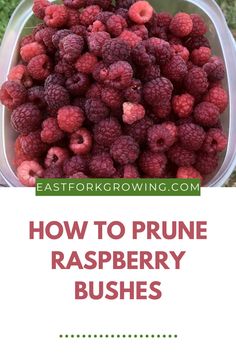 how to prune raspberry bushes with the text overlay that reads, how to prune raspberry bushes