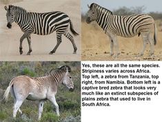 there are two zebras walking together in the wild