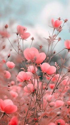 pink flowers in the middle of a field