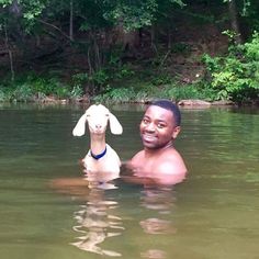 a man is in the water with a goat