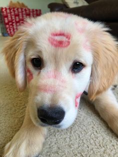 a white dog with red marks on his face