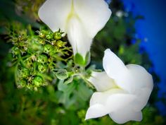 two white flowers that are next to each other