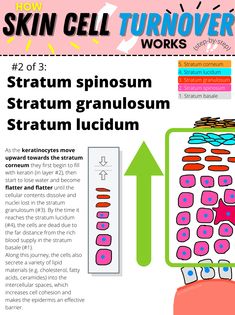 Skin Turnover Cycle, Skincare Knowledge, Biology Diagrams, Becoming An Esthetician, Cosmetology Student, Layers Of The Epidermis, Layers Of The Skin, Skin Structure