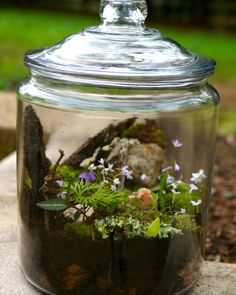 a glass jar filled with plants and rocks