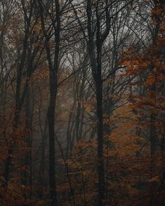 trees in the woods with yellow leaves on them and foggy sky behind them at night