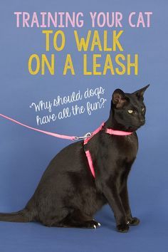 a black cat sitting on top of a blue floor next to a pink leash with the words training your cat to walk on a leash