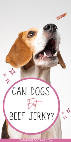 a beagle dog with its mouth open and the words can dogs eat beef?