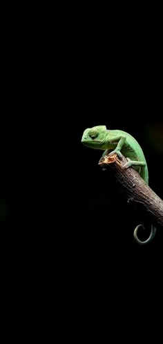 a green chamelon sitting on top of a tree branch