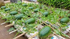 many watermelons are growing in the garden