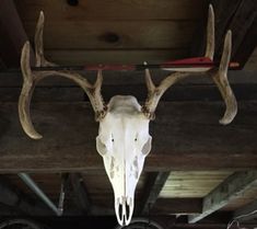 an animal's skull hanging from the ceiling