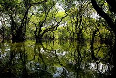 the trees are reflected in the water