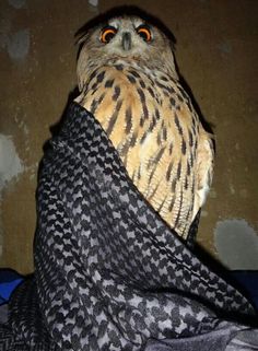 an owl is wrapped up in a blanket