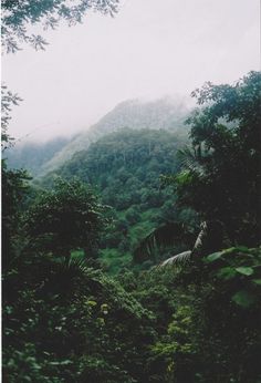 trees and bushes are in the foreground, with a foggy mountain in the background