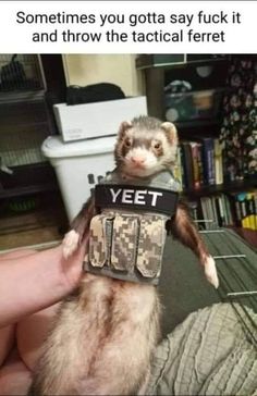 an ferret is wearing a vest that says, sometimes you gota say it and throw the tactical ferret