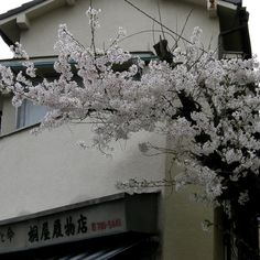 a tree with white flowers in front of a building