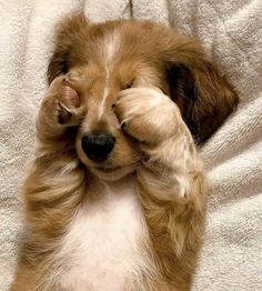 a small brown and white dog laying on it's back